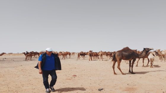 الغرفة الفلاحية لجهة الداخلة تنظم أياما تحسيسية حول الإسعافات الأولية للماشية بالمراعي الجهوية